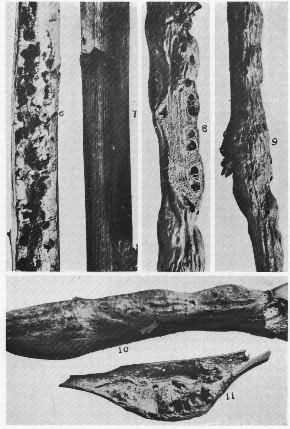 Alfred Kinsey - Figs. 6 and 7. Aulacidea abdita, new species, ×2. on Lactuca elongata
Figs. 8 and 9. Neuroterus thompsoni, new species, ×4 on Quercus prinoides.

Figs. 10 and 11. Diastrophus tumefactu