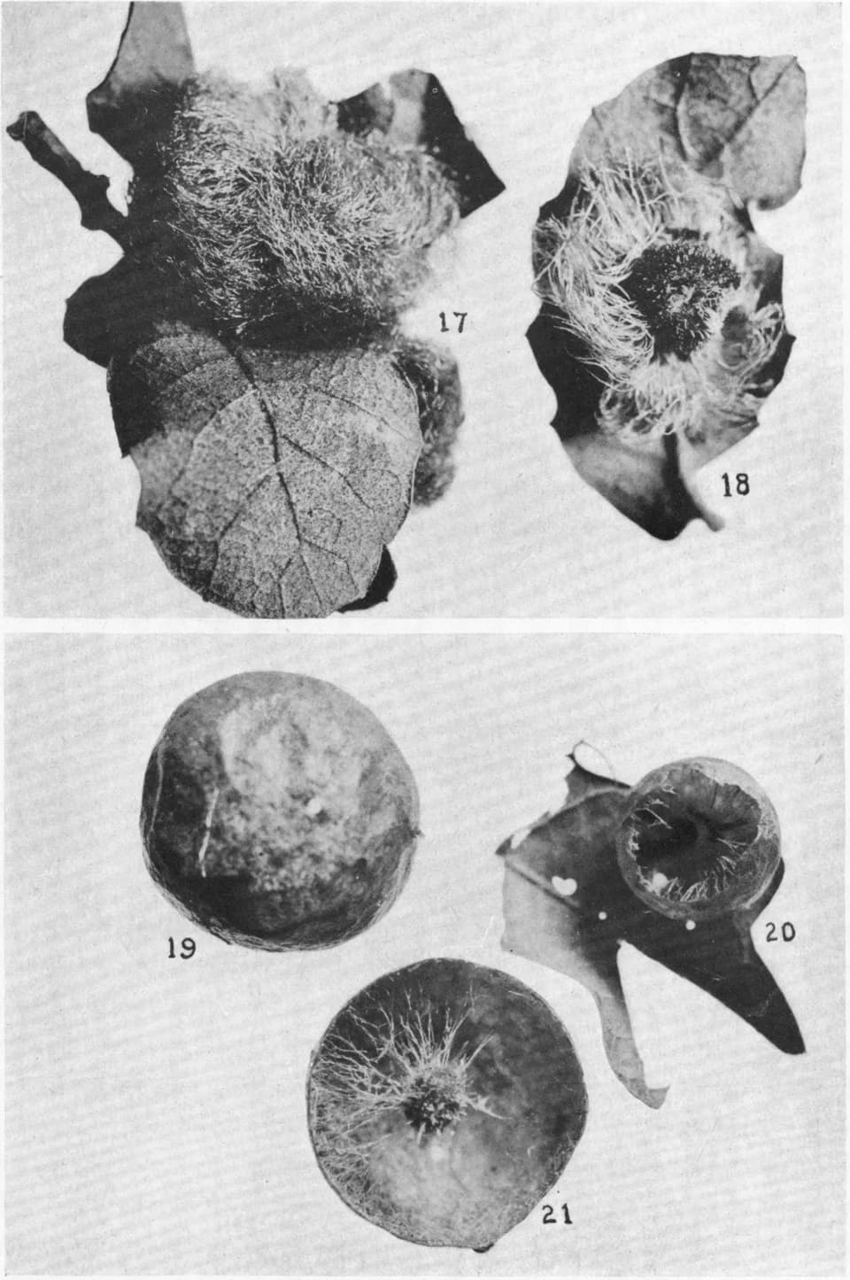 Alfred Kinsey - Figs. 17 and 18. Andricus incomptus, new species, ×2.
Figs. 19 to 21. Andricus pellucidus, new species, ×3.