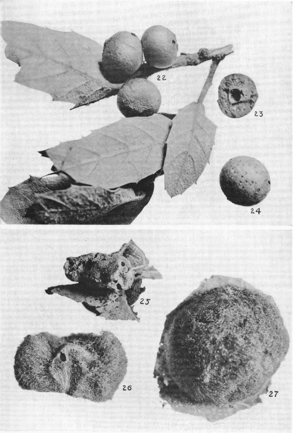 Alfred Kinsey - Figs. 22 to 24. Andricus marmoreuo, new species, ×2.
Figs. 25 to 27. Andricu mexicanus, new species, ×2.