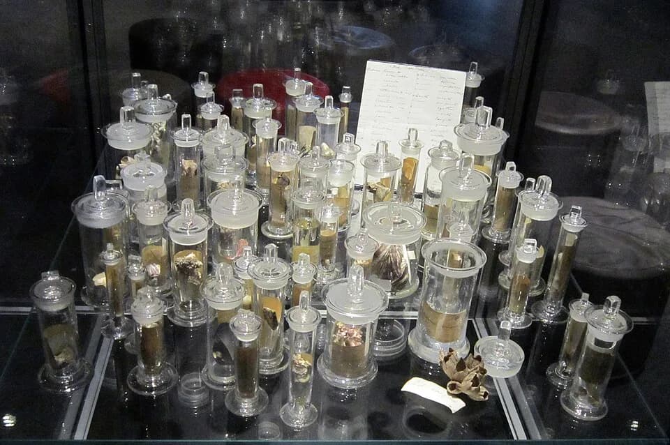 Charles Darwin - Barnacles from Charles Darwin's collection, sent as a gift to Japetus Steenstrup and Johan Georg Forchhammer in 1854, to thank them for borrowing him many specimens during his studies