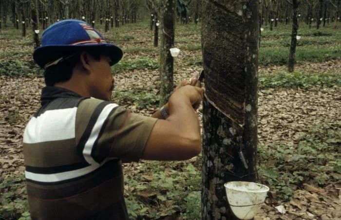 Charles Goodyear - Tapping rubber at a plantation of Goodyear near Siantar