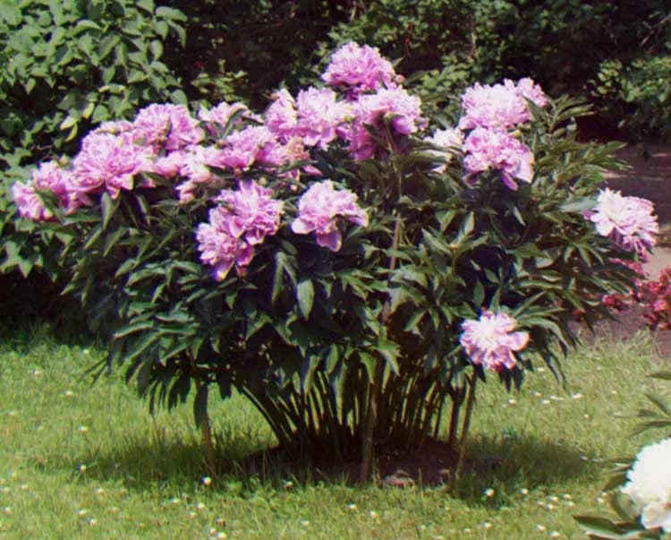 Sergei Prokudin-Gorskii - Peonies, detail.