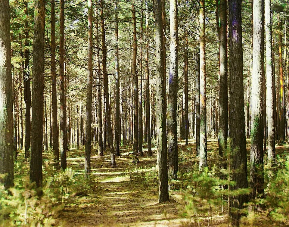 Sergei Prokudin-Gorskii - Original Description: Forest.