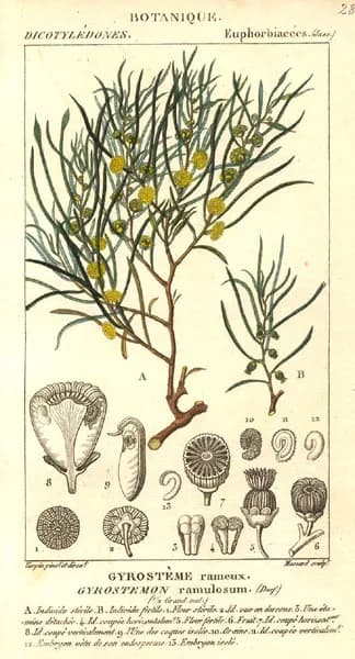 Antoine Laurent de Jussieu - Illustration of Gyrostemon ramulosus (Orig. Gyrostemum ramulosum)