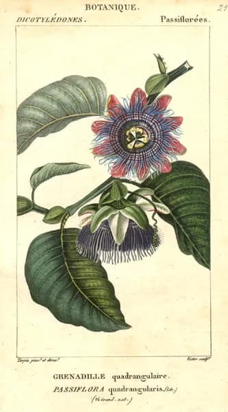 Antoine Laurent de Jussieu - Passiflora quadrangularis