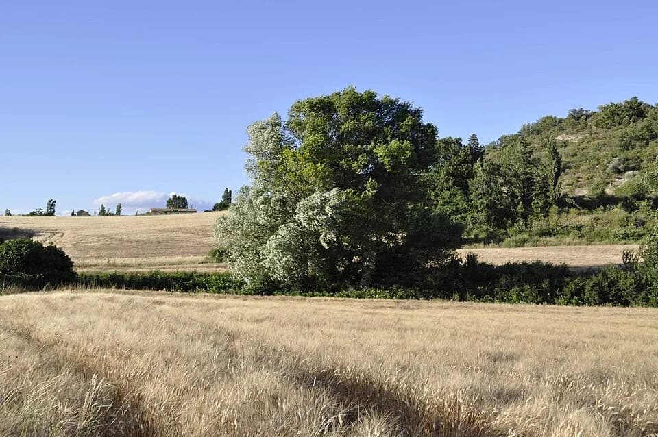 Jean Giono - Typical landscape near Manosque, as described into Giono's novels.