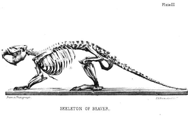 Lewis H. Morgan - An illustration of a beaver skeleton.