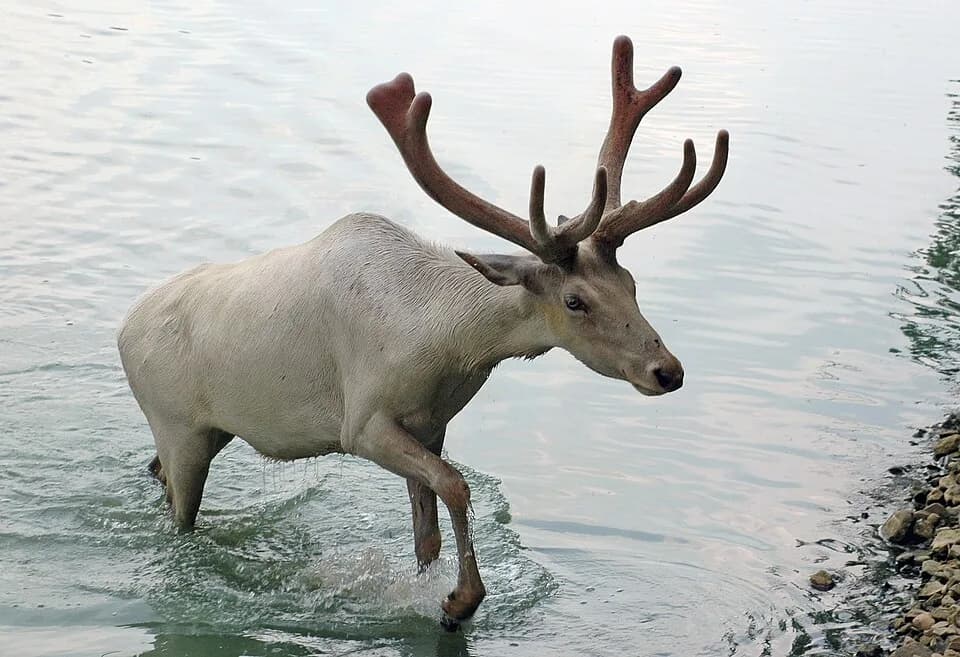 A. S. Byatt - Appears to be an albino Elk, located at Wagon Trails Animal Park.