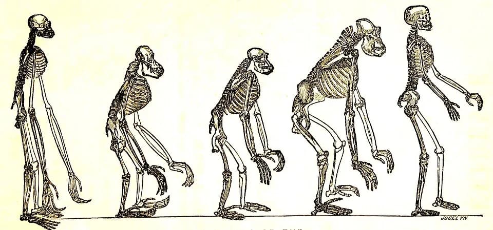 Birutė Galdikas - SKELETONS OF THE Gibbon.  Orang.  Chimpanzee.  Gorilla.  Man.