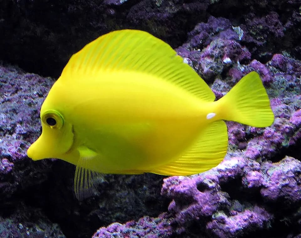 Stephen Hillenburg - Yellow Tang Zebrasoma flavescens at Bristol Zoo, Bristol, England. This is the character Bubbles in  the film Finding Nemo. (The purple colour in the background is genuine, I don'