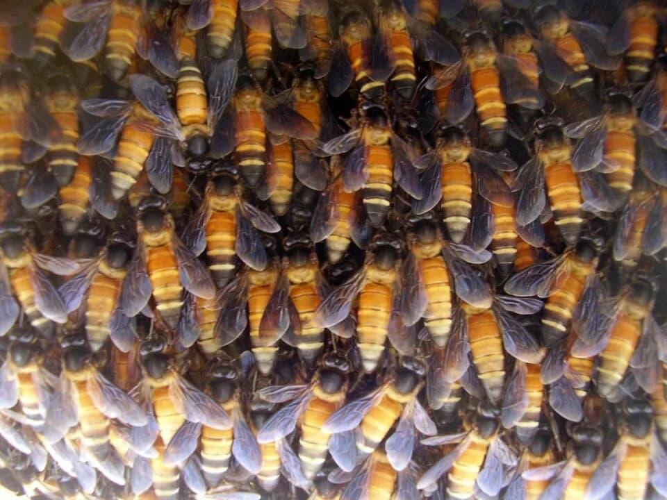 Edward O. Wilson - A hive of Apis dorsata (giant honey bees) I photographed whilst in Mt Abu, India. This hive was situated right next to a glass window of a building enabling me to get close enough.