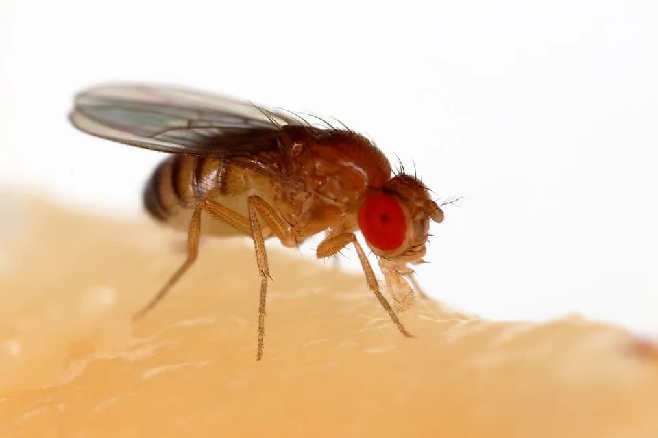 George Wells Beadle - A fruit fly (Drosophila melanogaster) feeding off a banana.