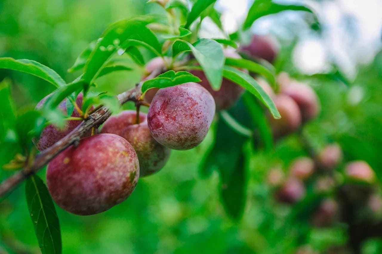Lee Sun-kyun — pearl lee, plum, guangxi, plum, plum, plum, guangxi, guangxi, guangxi, guangxi, guangxi