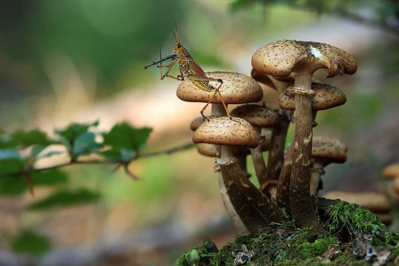 Saša Popović — musician, cricket, mushroom, green, shadow, fairy tale, experiment, cricket, cricket, cricket, cricket, cricket