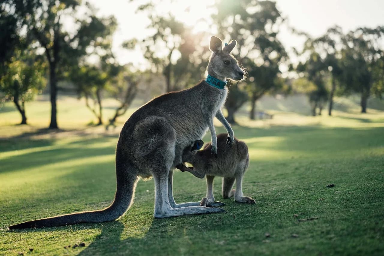 Tomás Luis de Victoria — australia, kangaroo, outback, oz, victoria, aussie, animal, grass, domesticated, nature, australia, australia, australia, kangaroo, kangaroo, kangaroo, kangaroo, kangaroo