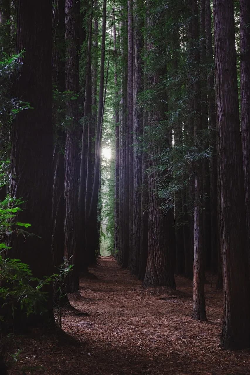 Tomás Luis de Victoria — forest, sequoia, trees, tall trees, nature, plantation, californian, dark forest, mystical, atmospheric, mood, victoria, australia, forest floor, cool, ecosystem, travel, hiking, fresh air