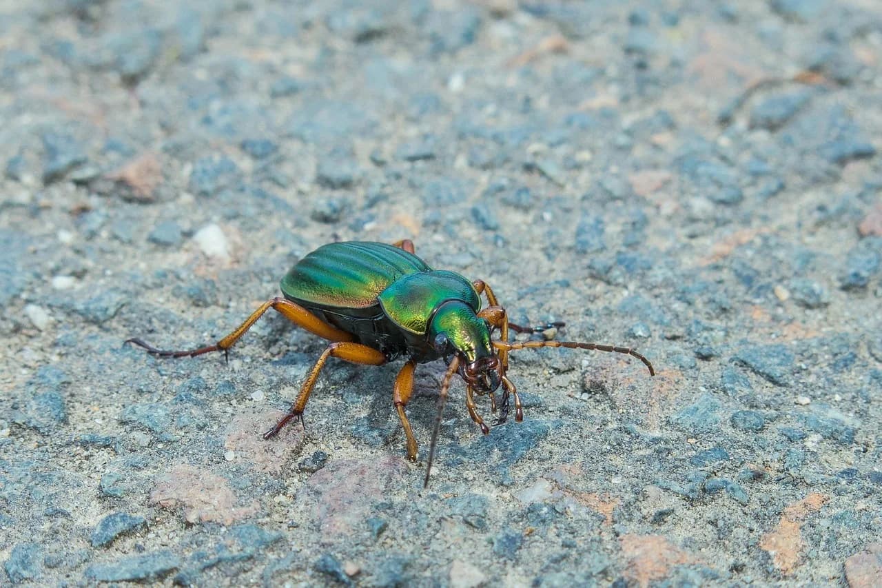 Jerry Goldsmith — beetle, green beetle, gold ground beetle, goldsmith, insect, beetle, beetle, beetle, beetle, beetle, green beetle, green beetle, green beetle
