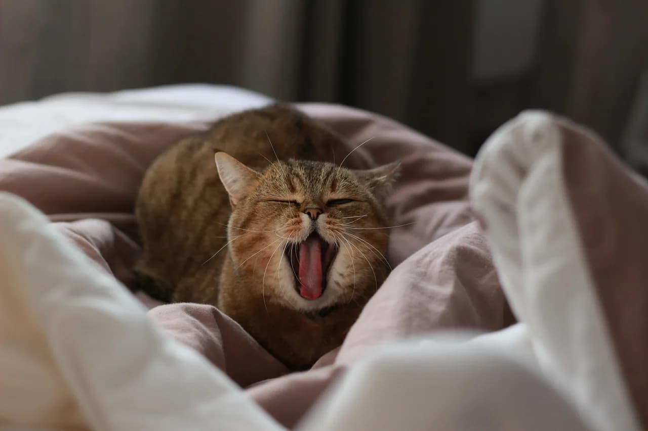 Bengt I. Samuelsson — cat, yawns, yawning, pet, sleepy, to yawn, animal, i love it