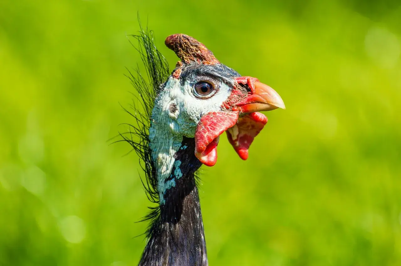 Martin Lewis Perl — guinea fowl, helmet perl chicken, bird, portrait, nature, close up, head, chicken, guinea fowl, guinea fowl, guinea fowl, guinea fowl, guinea fowl
