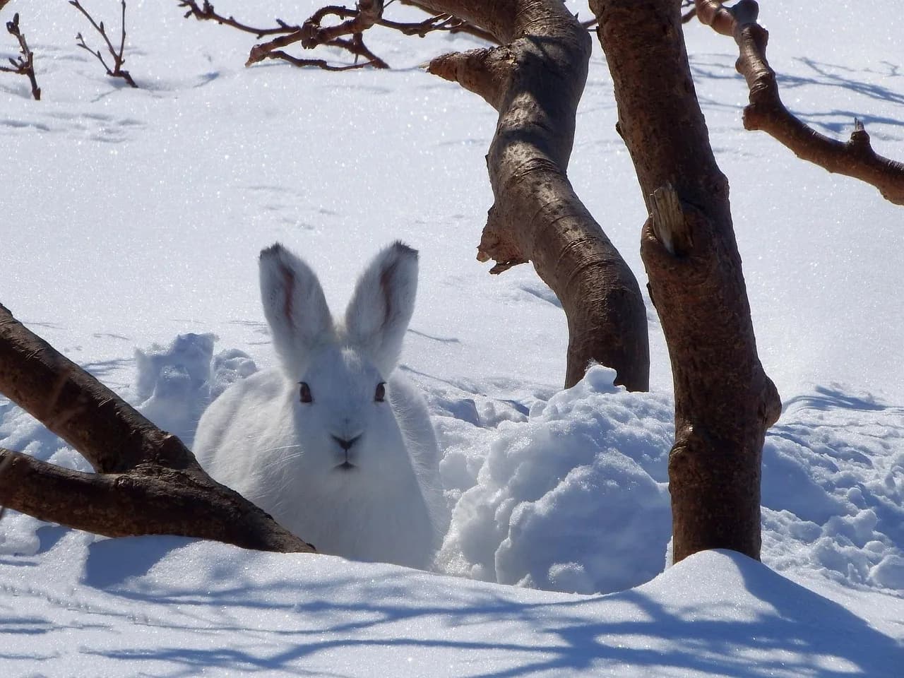 Nora Ephron — hare, whitey, animal, rodent, winter, snow, nature, nora, disguise, snowdrift, shelter