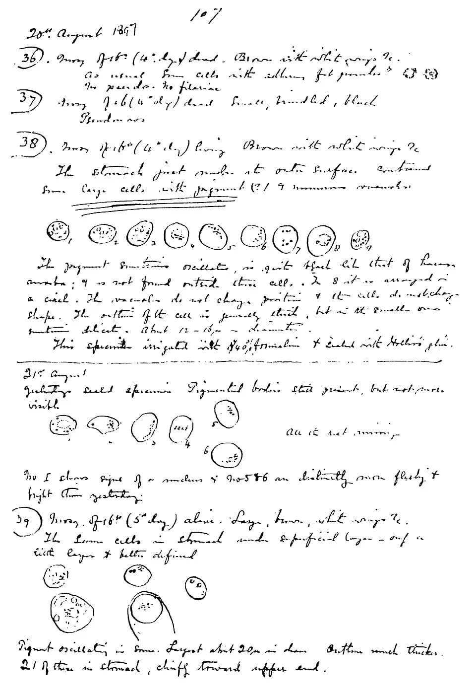 Ronald Ross - The page in Ross' notebook where he recorded the "pigmented bodies" in mosquitoes that he later identified as malaria parasites.