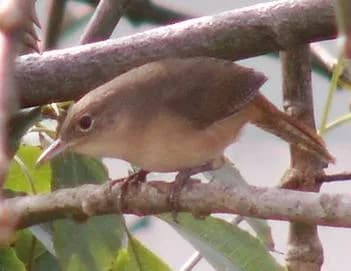 Garrincha Garrincha - A garrincha, a brazilian bird similar to a wren