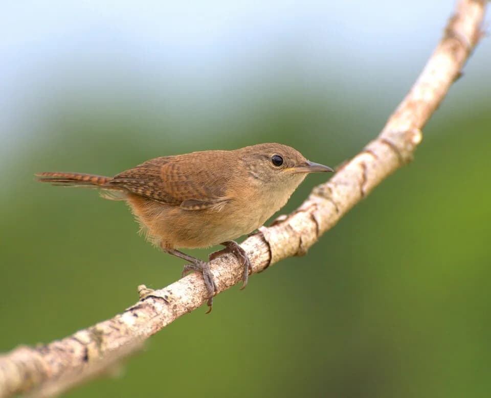Garrincha Garrincha - A cambaxirra or corruíra (Troglodytes musculus), a brazilian bird also referred to as garrincha in the North-Est brazilian side.