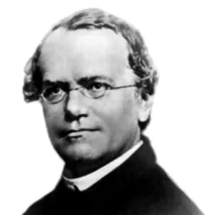 Gregor Mendel - Gregor Mendel (1822-1884)