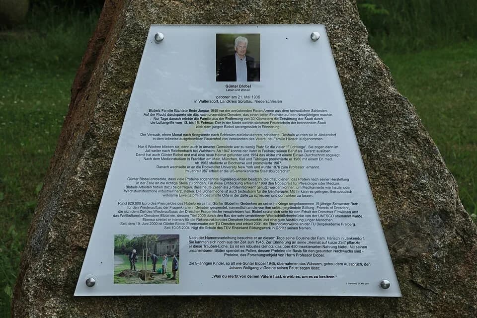 Günter Blobel - Blobel-Eiche am Parkweg in Jänkendorf, Waldhufen
