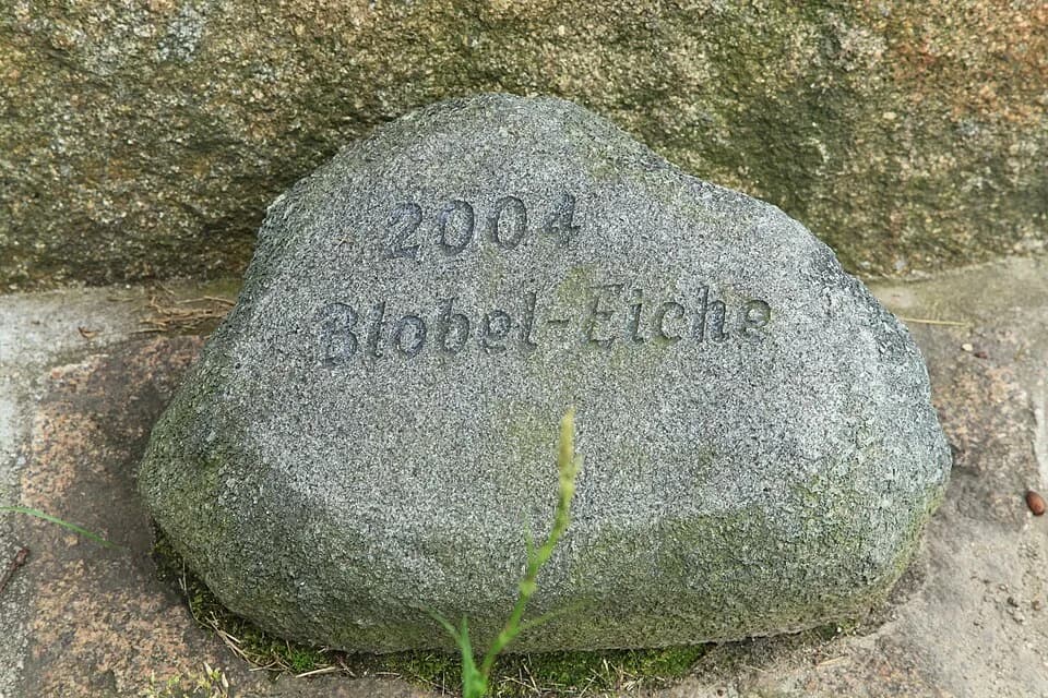 Günter Blobel - Blobel-Eiche am Parkweg in Jänkendorf, Waldhufen
