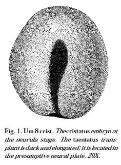 Hans Spemann - Figure 2 : Schéma d’un transplant d’une espèce de triton à l’intérieur d’un embryon d’une autre espèce de triton par Spemann et Mangold (1924).