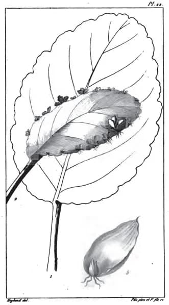 Augustin-Pyramus de Candolle - Abbildung von Bryophyllum calycinum in Candolles Organographie végétale Band 2, Tafel 22