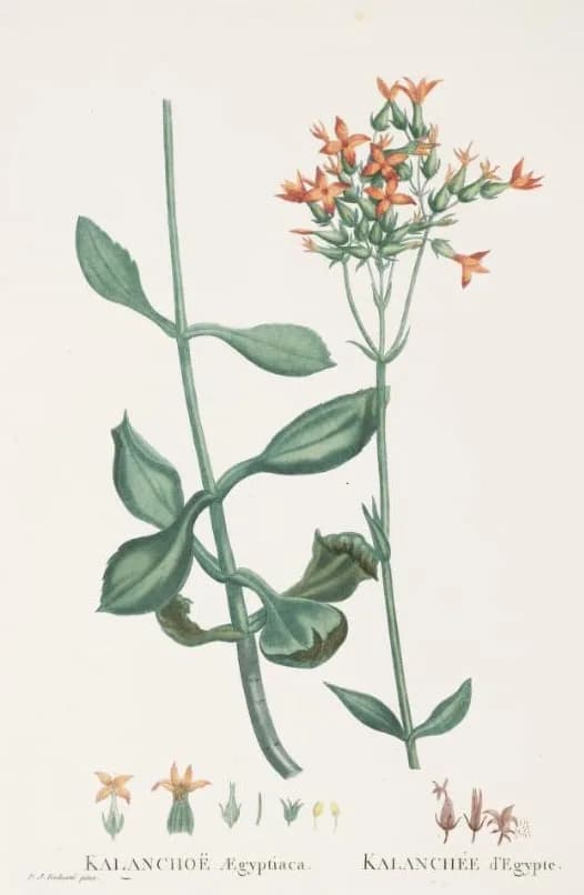 Augustin-Pyramus de Candolle - Kalanchoe aegyptiaca Synonym zu Kalanchoe deficiens - Tafel 64 aus Candolles Plantarum Historia Succulentarum Band 2