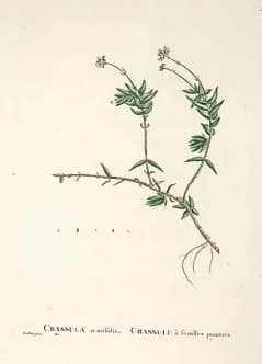Augustin-Pyramus de Candolle - Crassula acutifolia. Illustration from Plantarum historia succulentarum =Histoire des plantes grasses /par A.P. Decandolle ; avec leurs figures en couleurs, dessinees pa