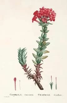 Augustin-Pyramus de Candolle - Crassula cocсinea. Illustration from Plantarum historia succulentarum =Histoire des plantes grasses /par A.P. Decandolle ; avec leurs figures en couleurs, dessinees par