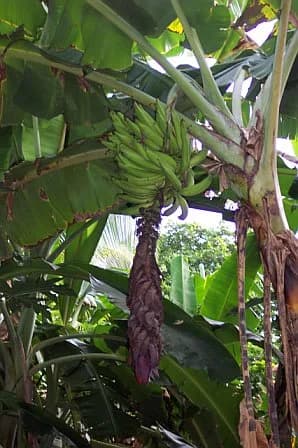 Robert Oppenheimer - Bananas grown on Gibney Beach