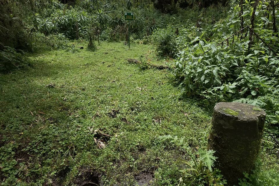 Dian Fossey - The making of this document was supported by Wikimedia CH. (Submit your project!)
For all the files concerned, please see the category Supported by Wikimedia CH.
العربية ∙ বাংলা ∙ češt