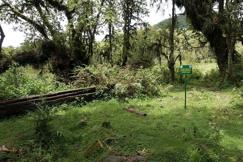 Dian Fossey - The making of this document was supported by Wikimedia CH. (Submit your project!)
For all the files concerned, please see the category Supported by Wikimedia CH.
العربية ∙ বাংলা ∙ češt