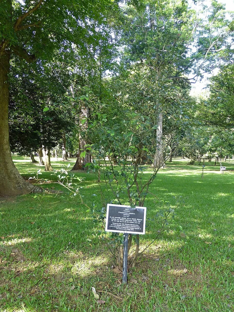 Sirimavo Bandaranaike - Camphrier Cinnamomum camphora au Jardin botanique de Kandy (Sri Lanka). Planté par Sirimavo Bandaranaike, Premier Ministre du Sri Lanka, le 24 mai 1972.