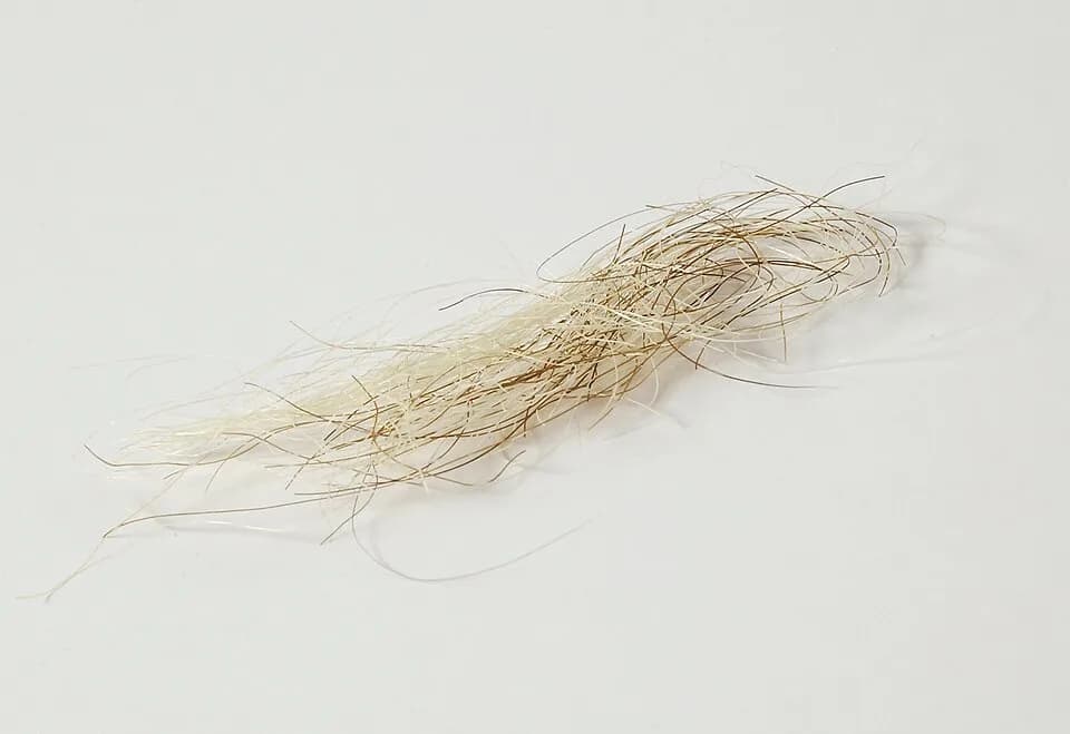 George III of Great Britain - A lock of King George III hair
Wellcome Images
Keywords: Sample; Porphyria; DNA; Royal; Porphyrias