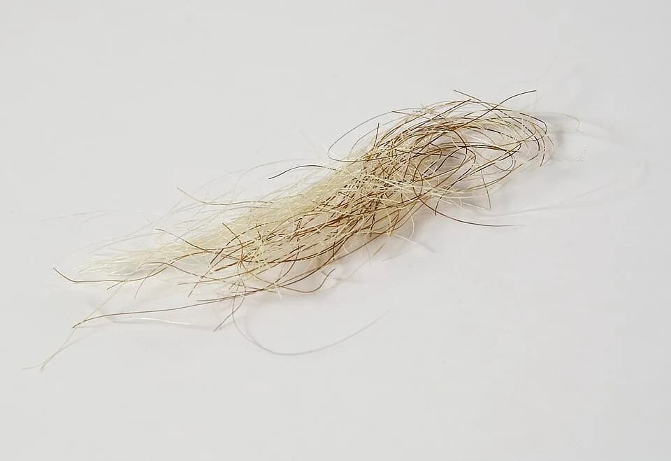 George III of Great Britain - A lock of King George III hair
Wellcome Images
Keywords: Sample; Porphyria; DNA; Royal; Porphyrias