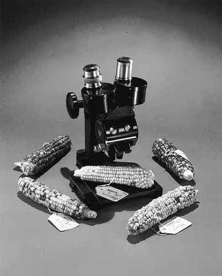 Barbara McClintock - Photograph of Barbara McClintock's ears of corn (five) and a Bausch & Lomb KW Wide Field Binocular Microscope.