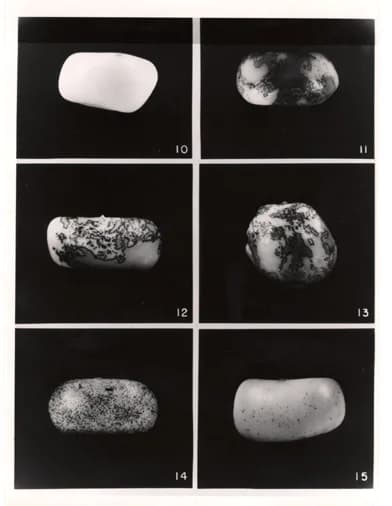 Barbara McClintock - The relationship of Ac/Ds in the control of the elements and mosaic color of maize. The seed in 10 is colorless, there is no Ac element present and Ds inhibits the synthesis of co