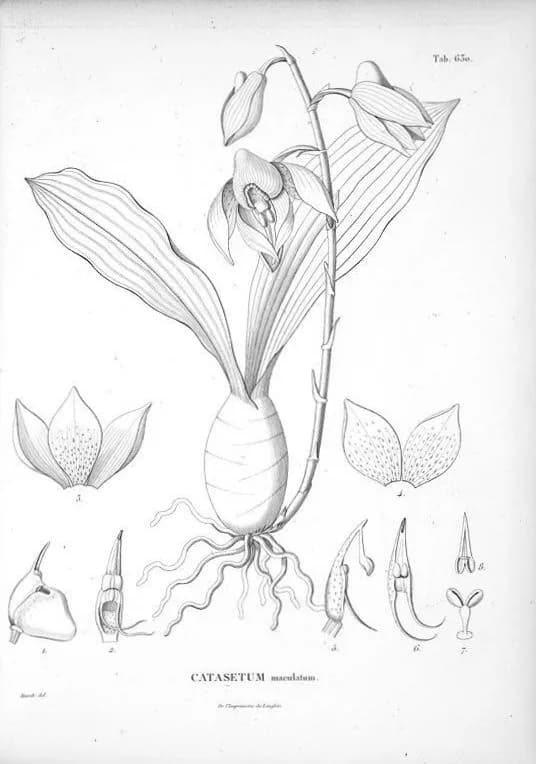 Alexander von Humboldt - Illustration of Catasetum maculatum
