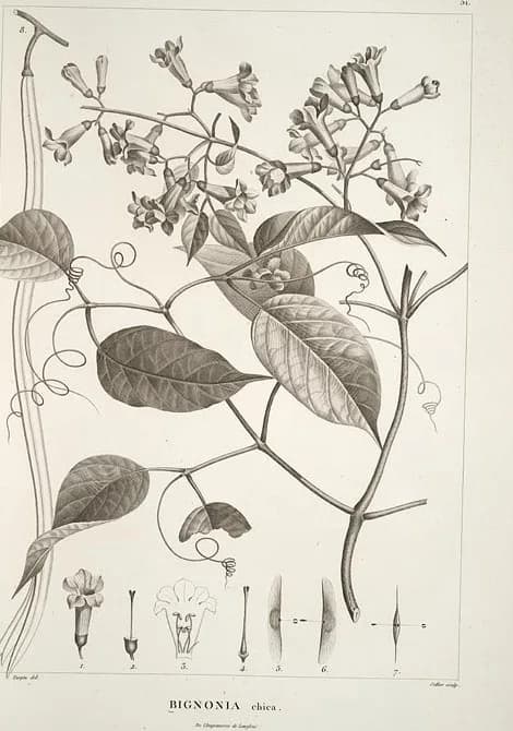 Alexander von Humboldt - Arrabidaea chica (syn. Bignonia chica). Plantes équinoxiales recueillies au Mexique : dans l'île de Cuba, dans les provinces de Caracas, de Cumana et de Barcelone, aux Andes d