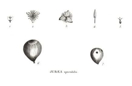 Alexander von Humboldt - description par Humboldt dans Vogage aux terres equinoxales, 1824