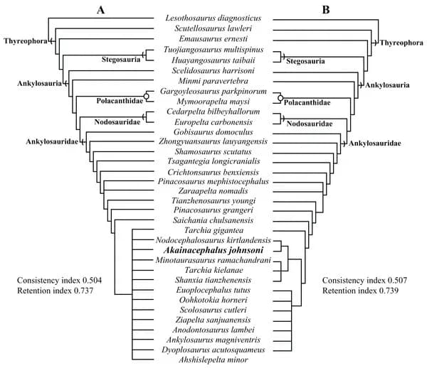 Michael Crichton - Phylogenetic position of Akainacephalus johnsoni in (A), a strict consensus of 21 equally most parsimonious trees, including the wildcard taxon Ahshislepelta minor, placing A. johns