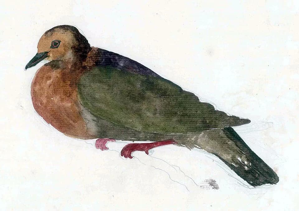 Georg Forster - Tanna Ground Dove, pained by George Forster. In its margin is written: Tanna, female, 17th August 1774.