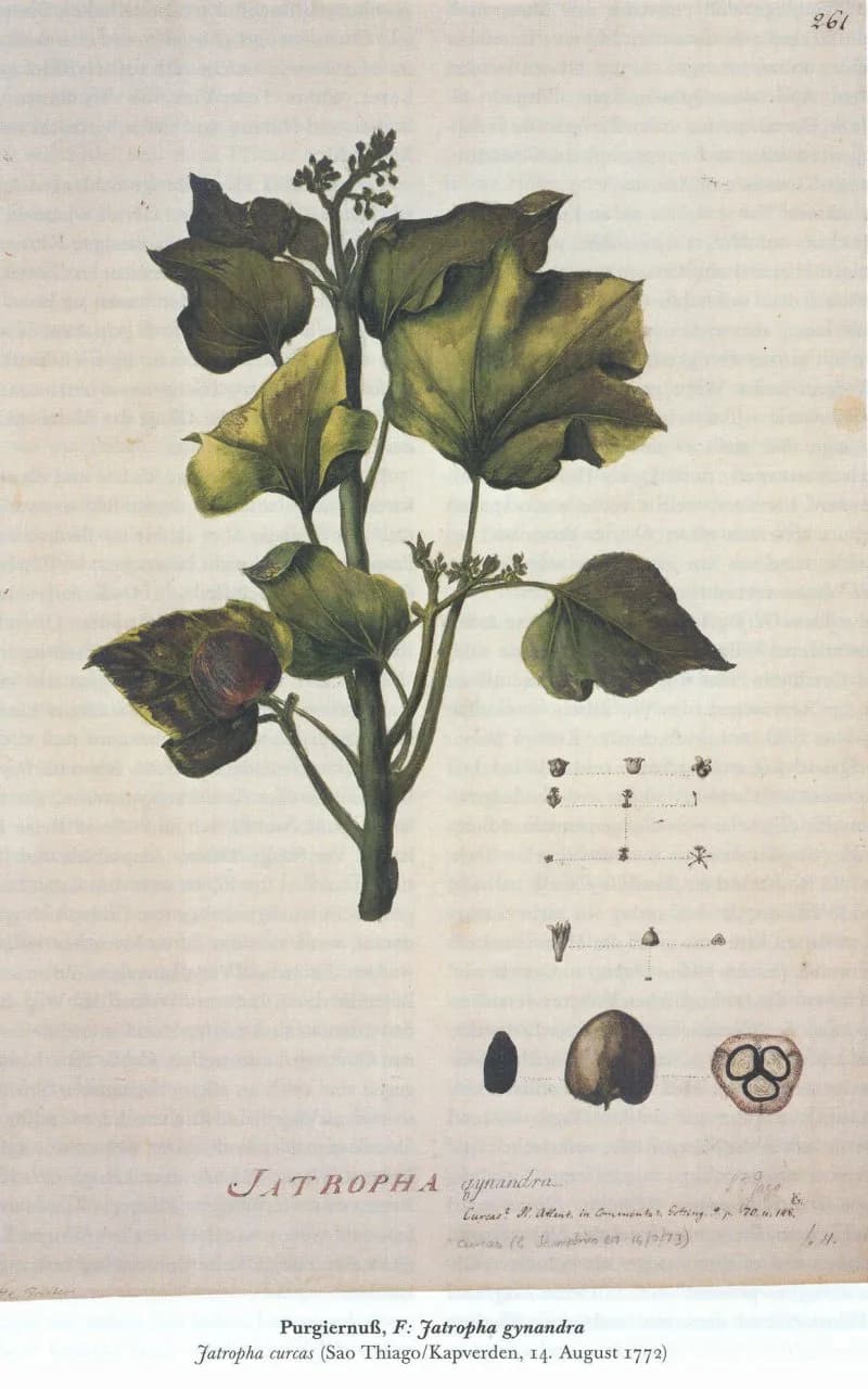 Georg Forster - A drawing of Jatropha gynanda made by G. Forster during 2nd Cook's voyage around world.