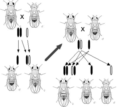 Thomas Hunt Morgan - white mutation and sex-linked inheritance. Fly images are available under PD. (from THE PHYSICAL BASIS OF HEREDITY. Thomas Hunt Morgan. Philadelphia: J.B. Lippincott Company 1919)